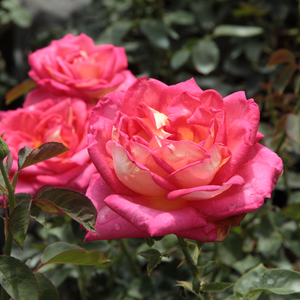 Galben cu dosul petalelor roşu - trandafir teahibrid